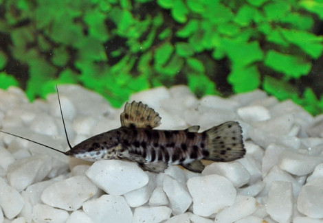 Hoplosternum Thoracatum M