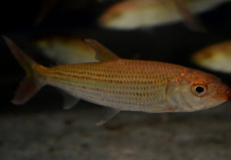 Hydrocynus Vittatus M/L