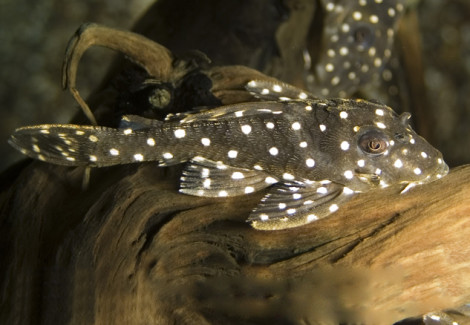 L201 Hypancistrus Sp. S/M