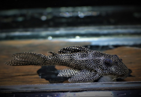 L262 Hypancistrus Sp. S/M