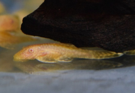 Ancistrus Dolichopterus Gold S