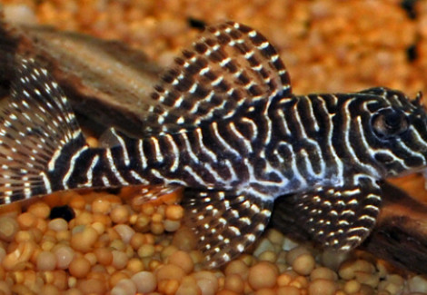 L260 Hypancistrus Sp. M/L