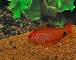 Hyphessobrycon Eques Super Red L