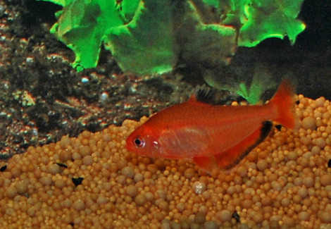 Hyphessobrycon Eques Super Red L