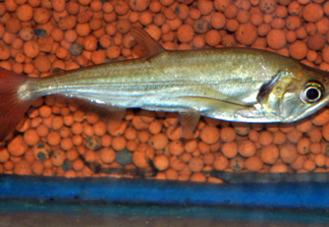 Hydrolycus Tatauaia  L