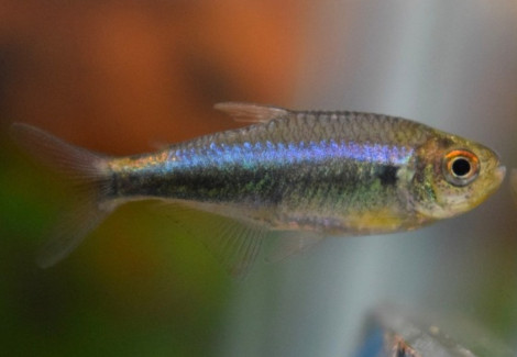 Hyphessobrycon Margitae M