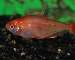 Hyphessobrycon Eques Red Gold S/M