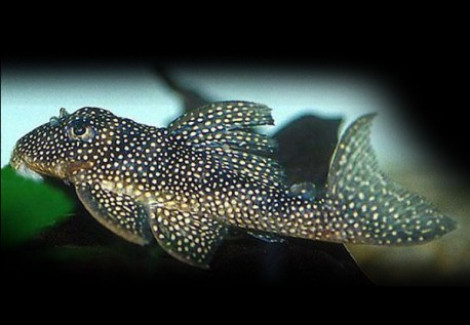 L136A Hypancistrus Sp. S