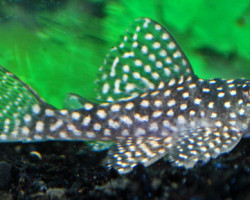 L136A Hypancistrus Sp. M/L