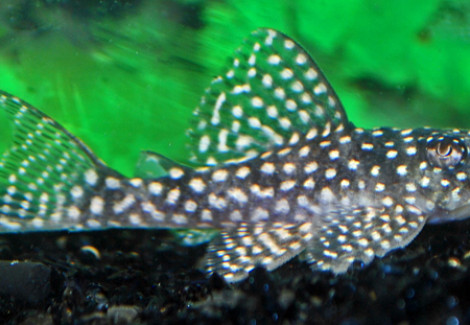 L136A Hypancistrus Sp. M/L