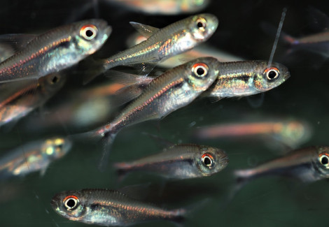 Hyphessobrycon Eschwartzae M