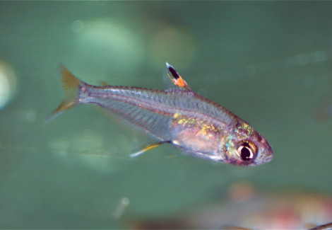 Hyphessobrycon Cf Troemneri S