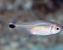 Hyphessobrycon Procyon M