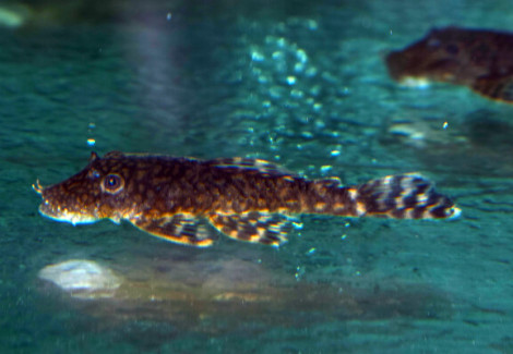 Ancistrus Sp. Paraguay M/L