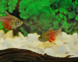Hyphessobrycon Flammeus Orange S/M