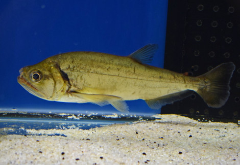 Hydrolycus Armatus Xl