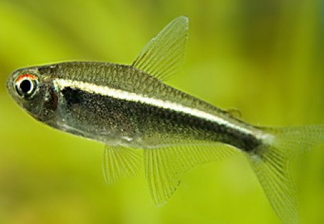 Hyphessobrycon Herbertaxelrodi S/M
