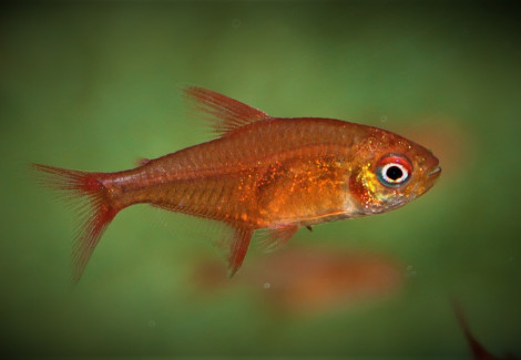 Hyphessobrycon Sp.  Muzel Red Cherry M