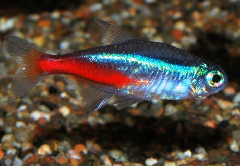 Paracheirodon Innesi  Xl