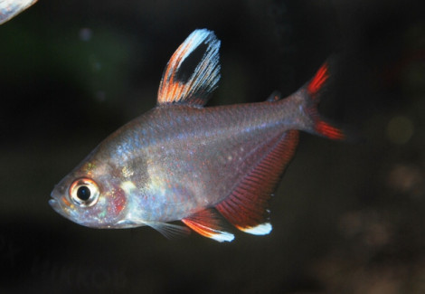 Hyphessobrycon Rosaceus Whitefin S