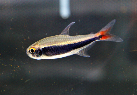 Hyphessobrycon Peruvianus L