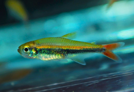 Hyphessobrycon Loretoensis M