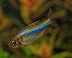 Hyphessobrycon Wadai L
