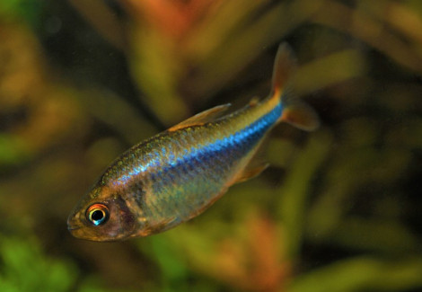 Hyphessobrycon Wadai L