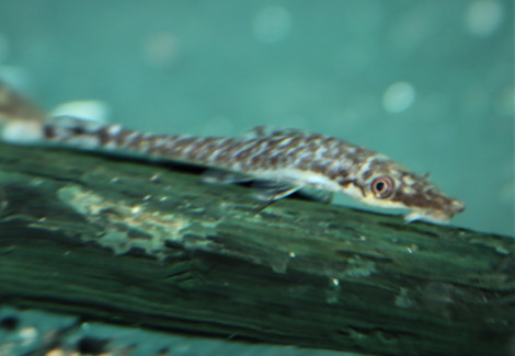 Hypoptopoma Cf. Psilogaster M/L