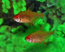 Hyphessobrycon Pulchripinnis "Orange" M