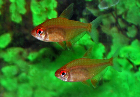 Hyphessobrycon Pulchripinnis Orange L