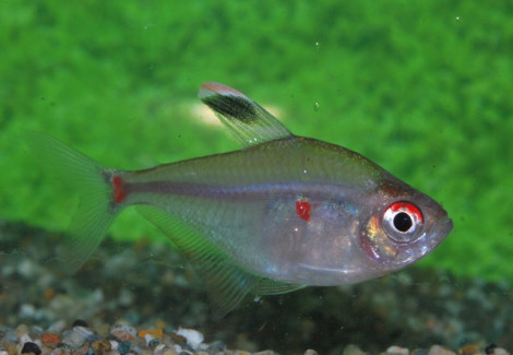 Hyphessobrycon Socolofi M