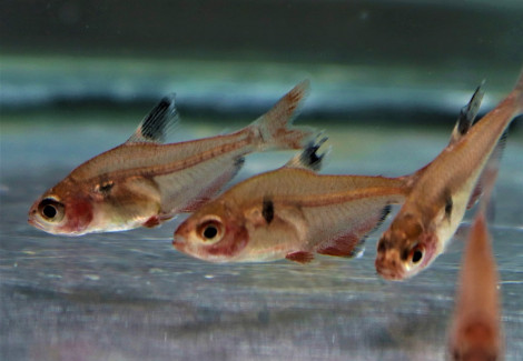 Hyphessobrycon Eques S