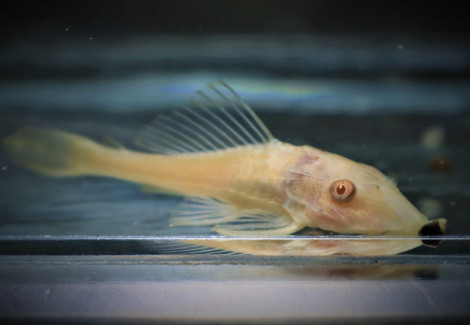 Pterygoplichthys Pardalis Albino M