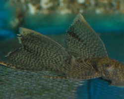 Ancistrus Cf. Cirrhosus Long Fin L