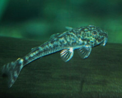 Lda025 Parotocinclus Jumbo M