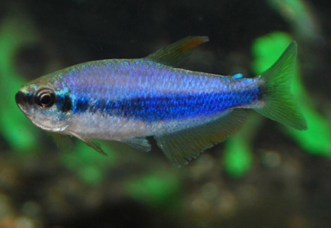 Inpaichthys Kerri M/L