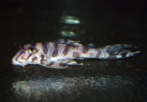 L236 Sw Hypancistrus Sp. S