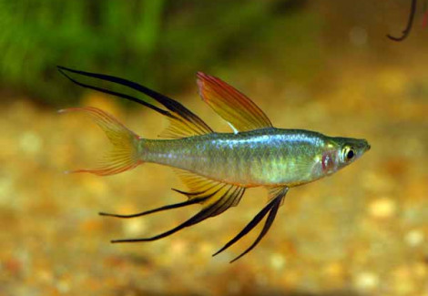Iriatherina Werneri M/L
