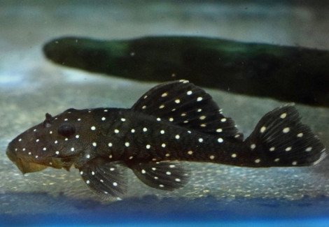 L030 Spectracanthicus Punctatissimus S/M
