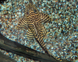 Hypancistrus Sp. L066 M/L