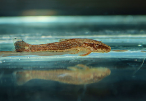 Parotocinclus Maculicauda M
