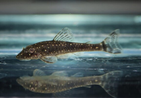 Parotocinclus Haroldoi M