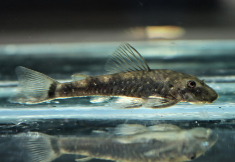 Parotocinclus Cearensis L