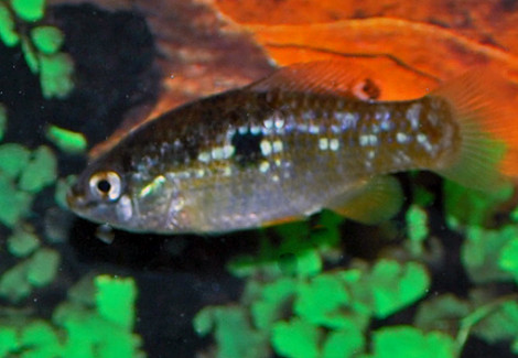 Jordanella Floridae S/M