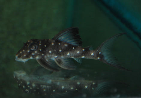 L102 Hypancistrus Inspector  M