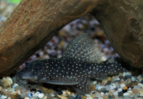 L404 Hypancistrus Margaritatus S