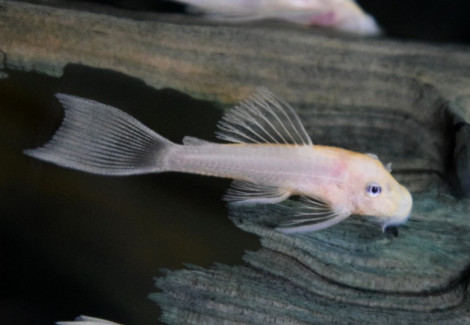 L144 Ancistrus Sp.  White M