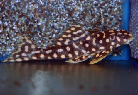 L082 Scobiancistrus Sp. S