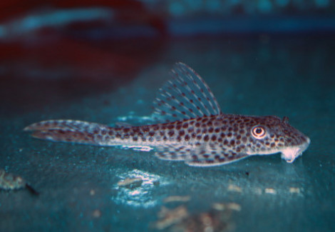L011 Aphanotorulus Emarginatus M